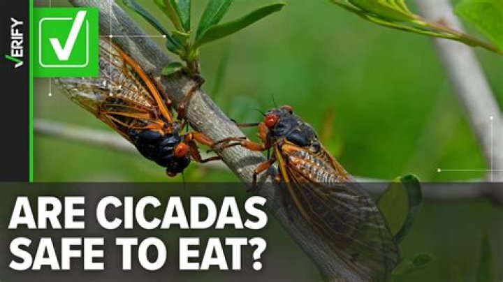 2024 Vermont Cicadas: Everything You Need To Know