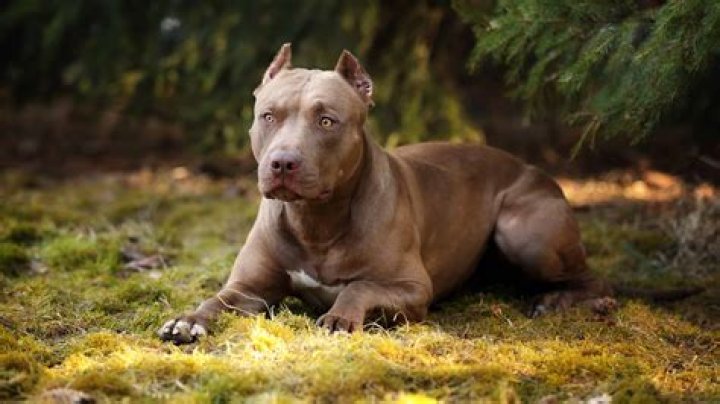Aaron Gordon's Passion For Pit Bulls: A Bond Beyond The Court