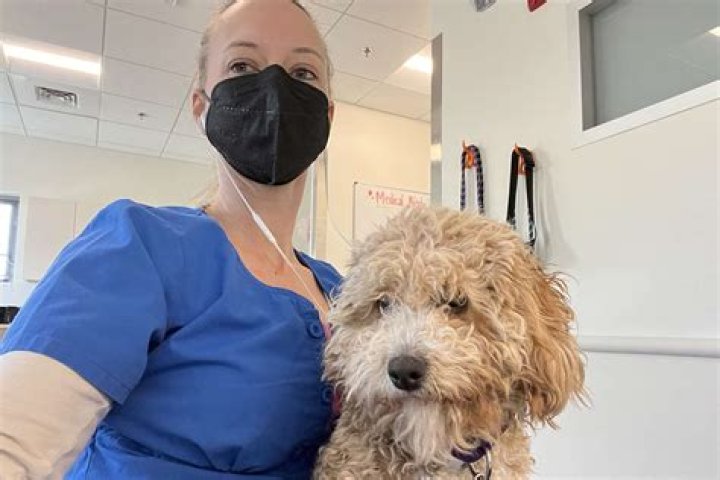 Adopt A Loving Companion: Forever Paws Puppy Rescue In Indiana
