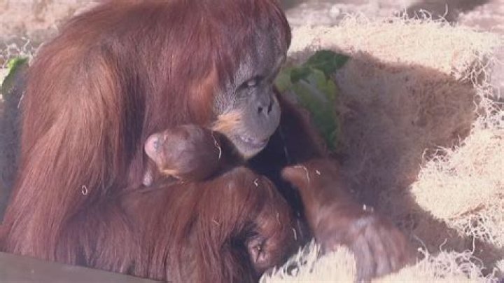 Discover The Cuteness: Baby Orangutan Captivates At Fort Wayne Zoo