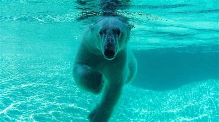Discover The Enigmatic Realm Of Polar Bears At Point Defiance