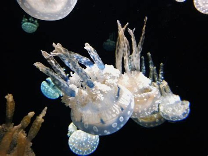 Discover The Enigmatic Spotted Lagoon Jellyfish: Unveiling Its Secrets