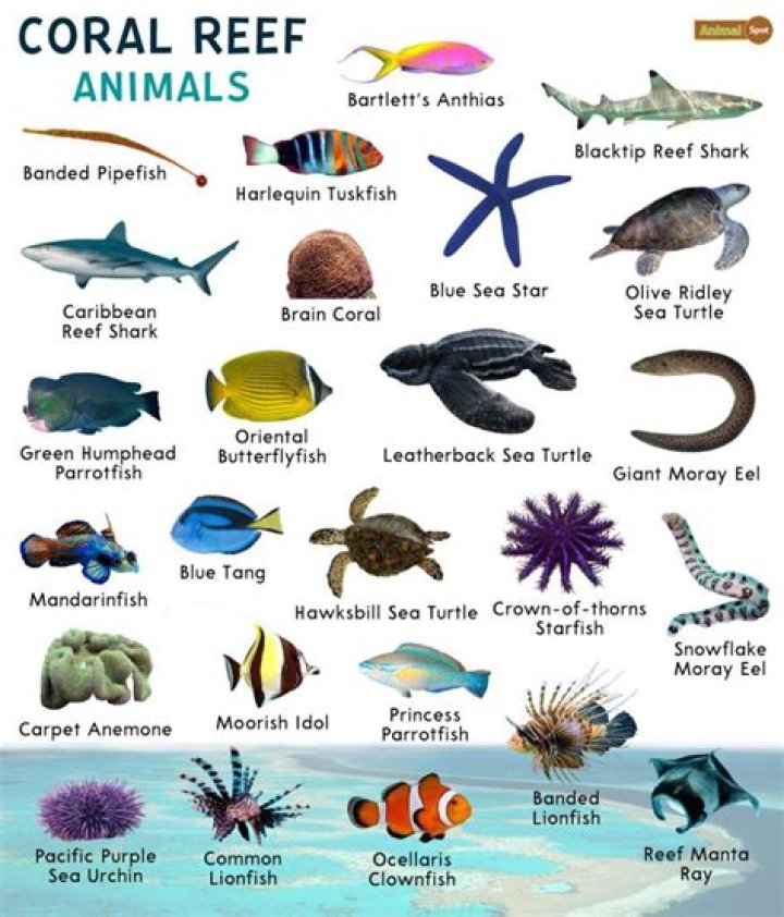Dive Into The Wonders Of Coral Reefs: An Educational Word Search Extravaganza