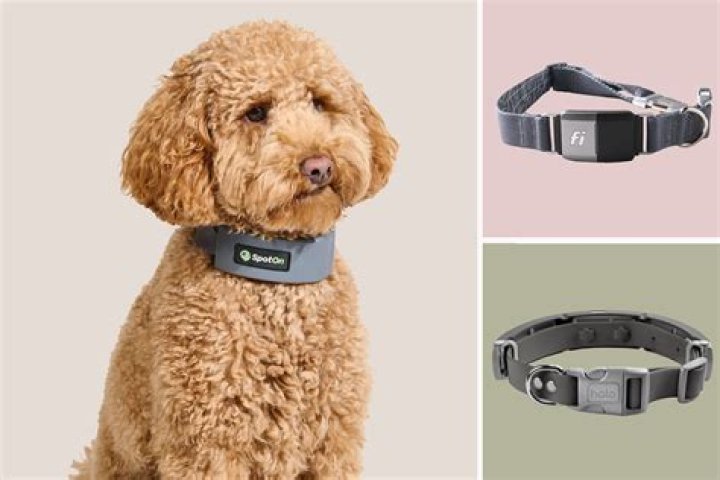 Essential Dog Collars: Comfort And Style For Your Tiny Pup