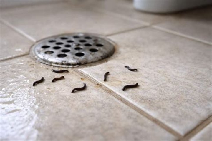 Essential Guide To Black Worms: Everything You Need To Know About Small Black Worms