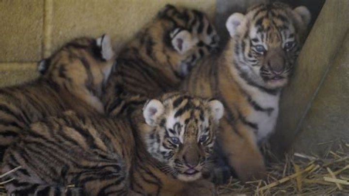 Exotic Tiger Cubs For Sale | Luxury Pet Tigers