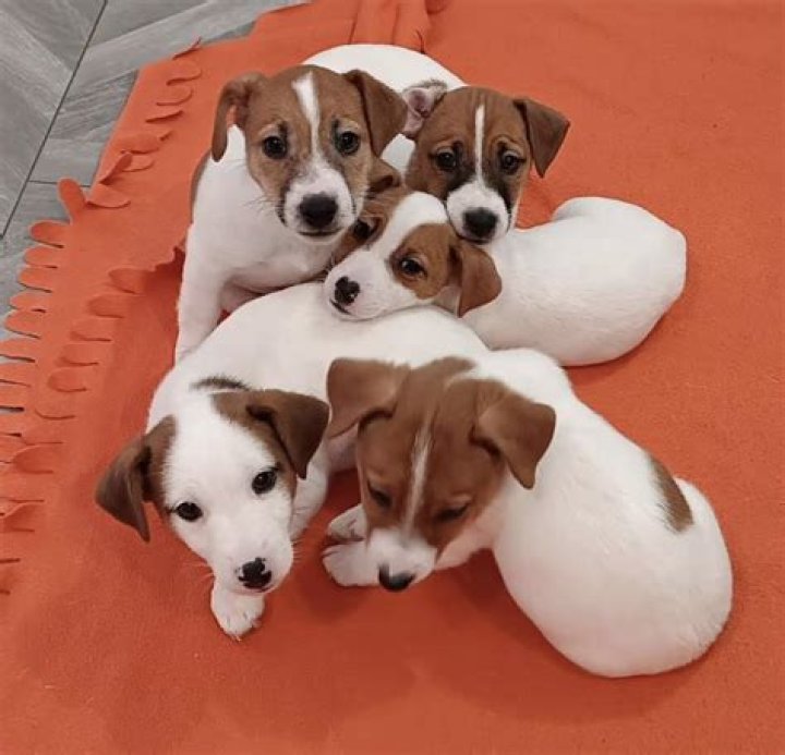 Find Your Perfect Jack Russell Terrier For Sale In Georgia