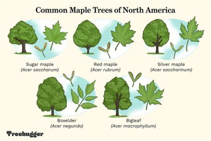 Learn About Melanie Jansen Maple Grove: The Ultimate Guide