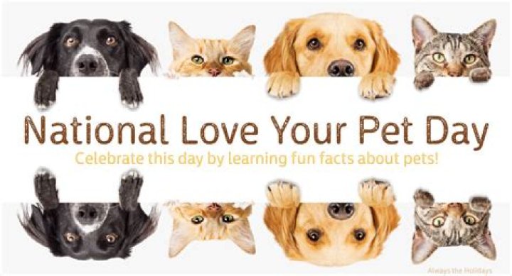 Meet Your Pet's New Best Friend For Optimal Well-being