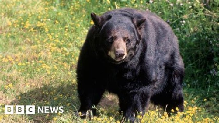 Recent Bear Fatalities In Big Bear: A Tragic Update