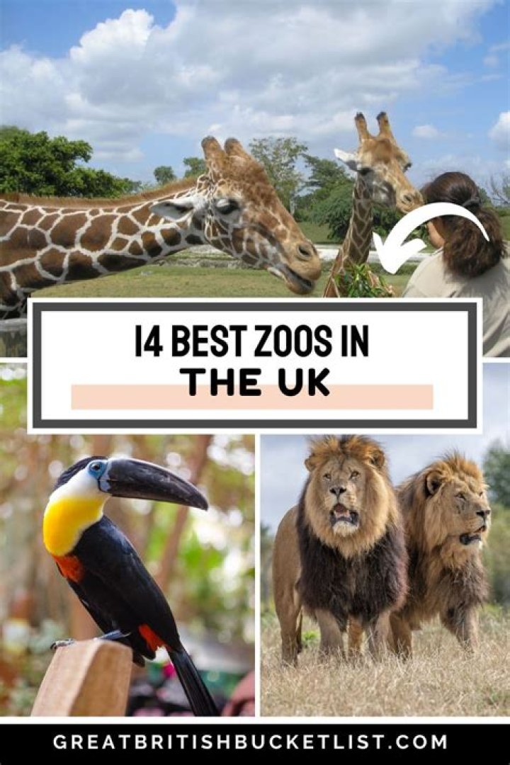 The Essential Guide To Zoos In The UK: Your Ultimate Zoo Adventure
