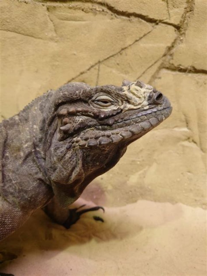 The Incredible Pet Rhino Iguana: Exploring The Unique Charisma Of Rhino Iguanas