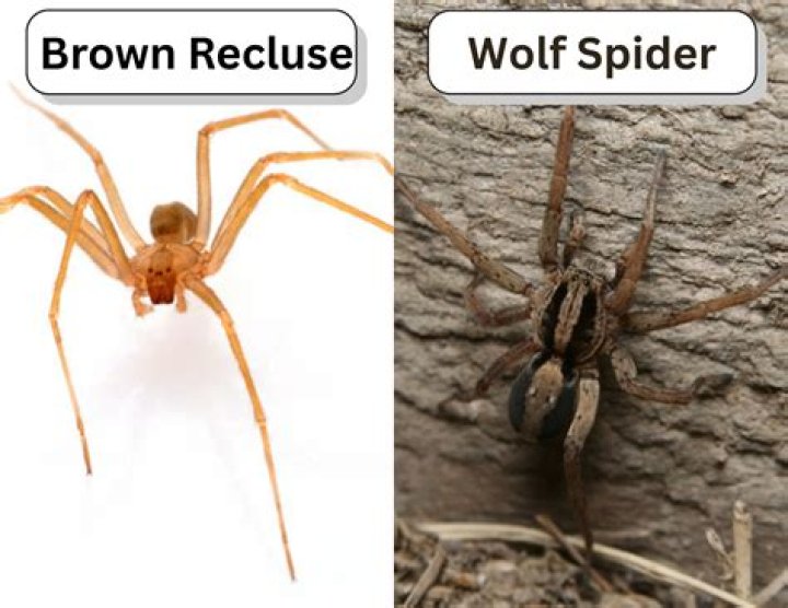 The Perilous Brown Recluse: A Guide To Identification, Prevention, And Treatment