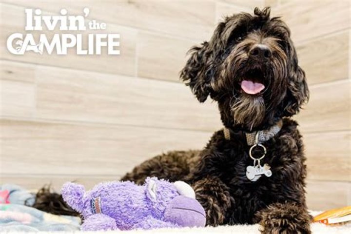 The Ultimate Dog Boarding Experience: Georgetown Texas | Reliable And Loving Care