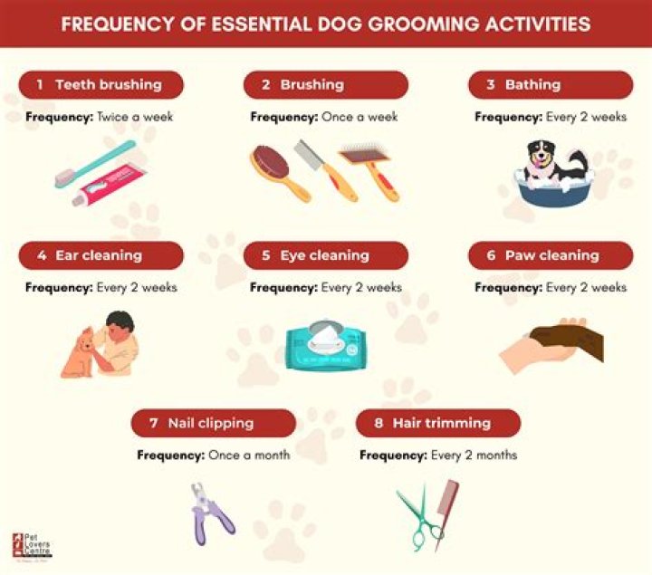 The Ultimate Guide To Dog Comb Overs: Grooming Tips And Accessories