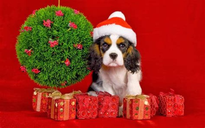 The Ultimate Guide To Gifting A Puppy For Christmas: A Joyous Surprise For The Holidays
