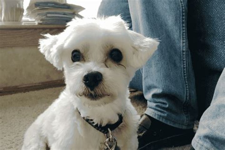 The Ultimate Guide To Rehabilitating A Puppy Mill Dog: From Rescue To Recovery