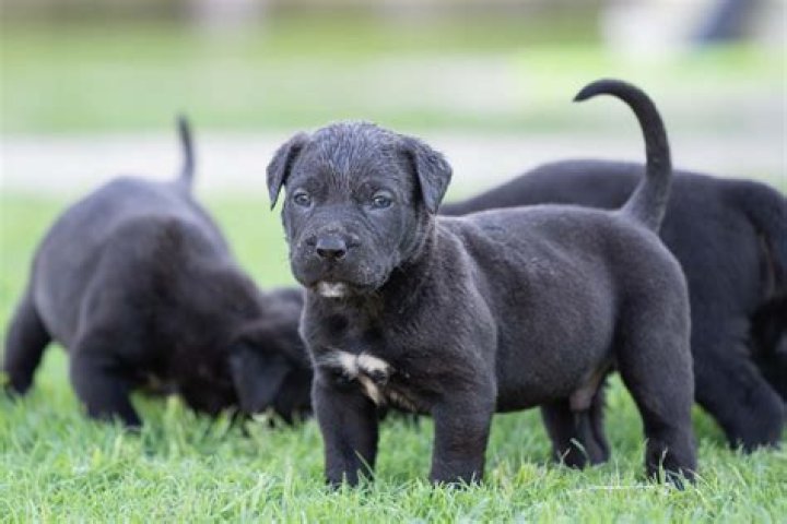 Top-Quality Canada Presa Puppies For Sale | Guaranteed Lineage