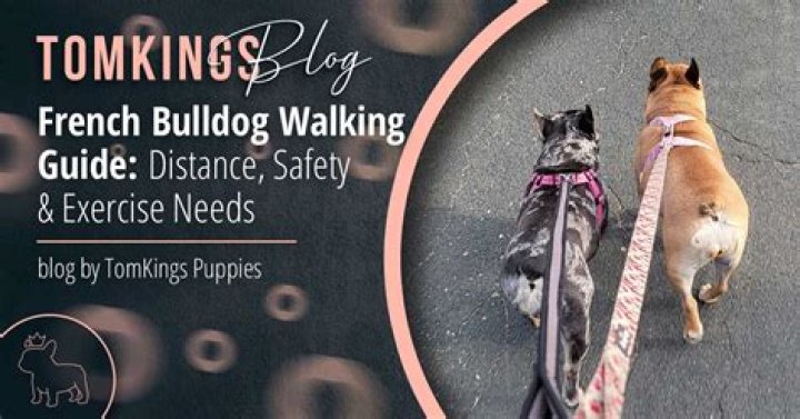 Unlock The Secrets Of Walking Your French Bulldog: A Comprehensive Guide
