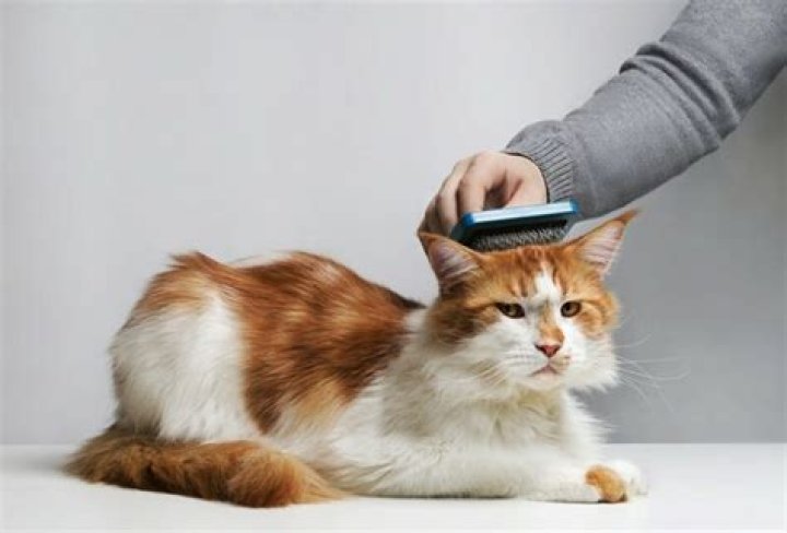 Why Your Cat Hates Being Brushed: The Ultimate Guide To Feline Grooming Woes